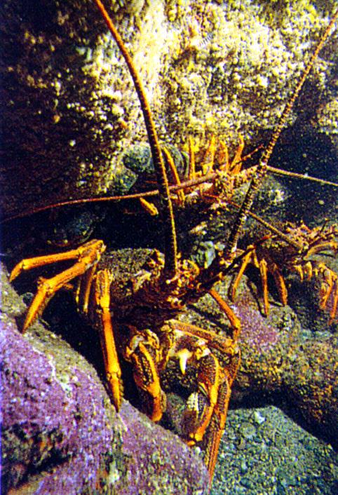 Crayfish {!--바다가재 종류-->; Image ONLY