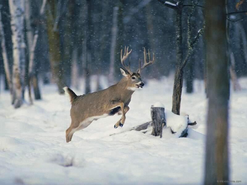 Deer {!--사슴-->; DISPLAY FULL IMAGE.
