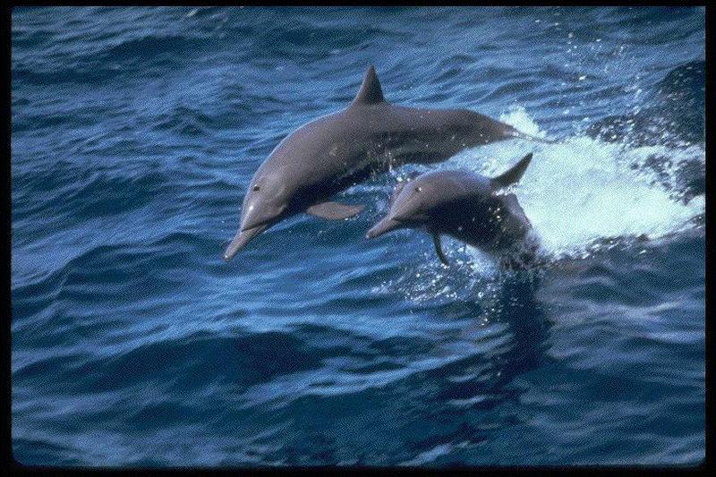 Dolphins {!--돌고래-->; DISPLAY FULL IMAGE.