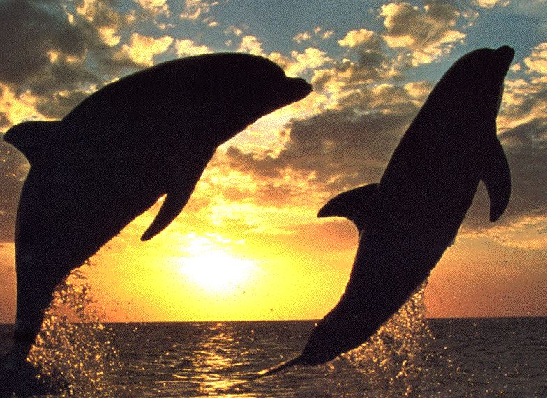 Dolphins {!--돌고래-->; DISPLAY FULL IMAGE.