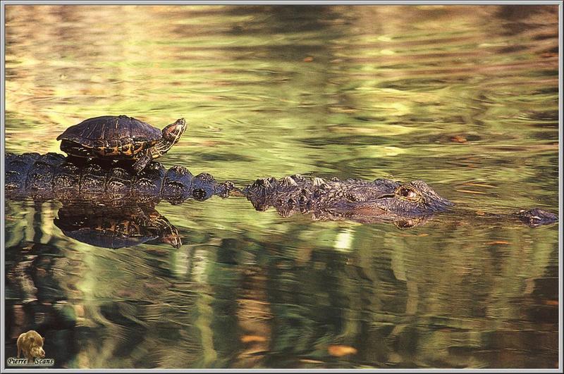 Red-eared Pond Slider riding American alligator (Alligator mississippiensis){!--미시시피악어-->; DISPLAY FULL IMAGE.