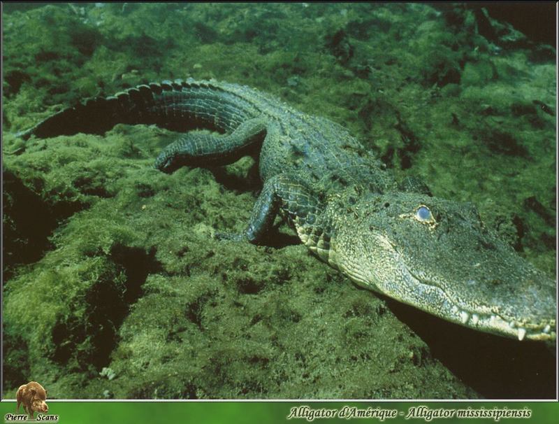 American alligator (Alligator mississippiensis){!--미시시피악어-->; DISPLAY FULL IMAGE.
