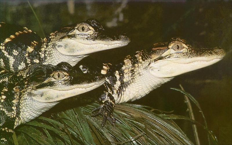 American alligator juveniles (Alligator mississippiensis){!--미시시피악어-->; DISPLAY FULL IMAGE.