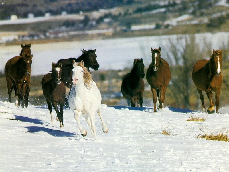 White Horse {!--백마--> and Horses run; DISPLAY FULL IMAGE.