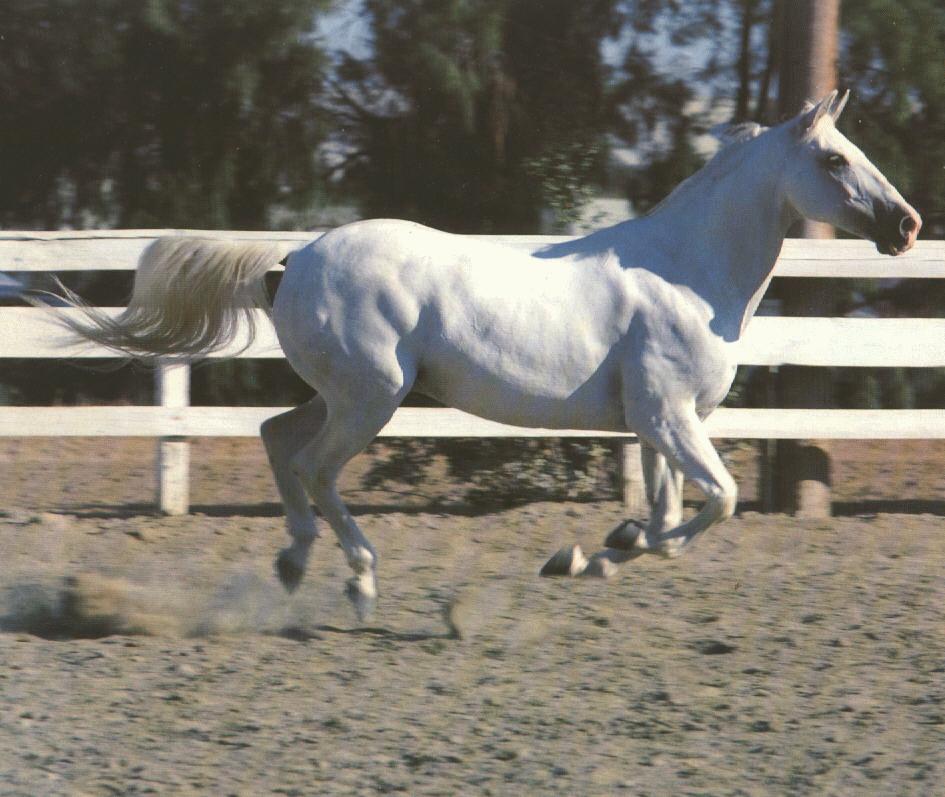 White Horse {!--백마--> runs; Image ONLY
