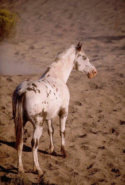 White Horse {!--백마--> spotted; Image ONLY