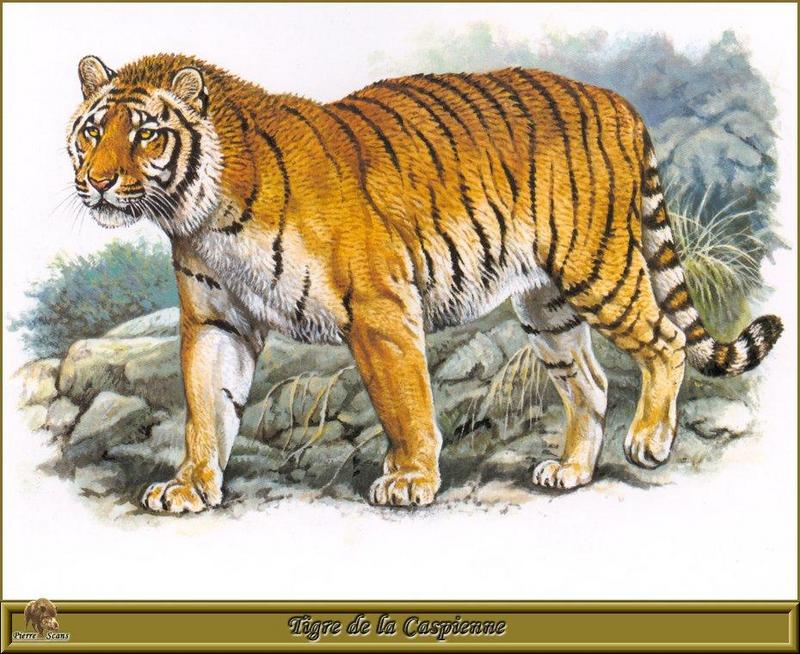 [Animal Art] Extinct Caspian Tiger - Panthera tigris virgata {!--카스피호랑이(멸종)-->; DISPLAY FULL IMAGE.