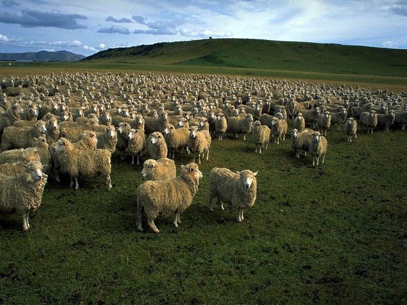 Domestic Sheep (Ovis aries) {!--면양-->; DISPLAY FULL IMAGE.