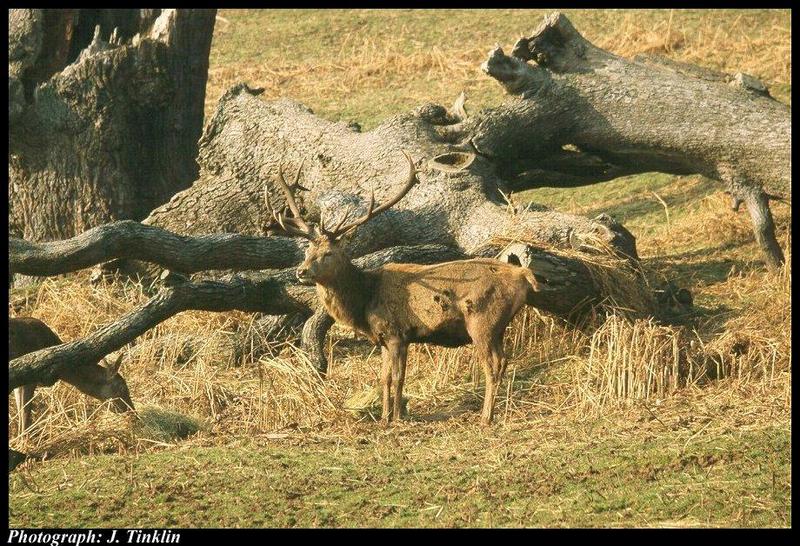 Red Deer (Cervus elaphus) {!--유럽 붉은사슴-->; DISPLAY FULL IMAGE.