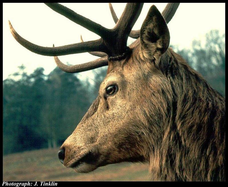 Red Deer (Cervus elaphus) {!--유럽 붉은사슴-->; DISPLAY FULL IMAGE.