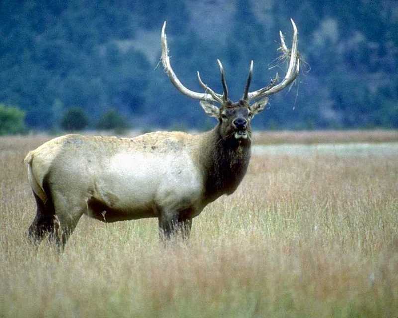 Elk (Cervus elaphus) {!--엘크, 북미 붉은사슴-->; DISPLAY FULL IMAGE.