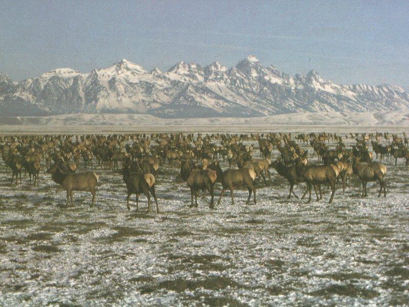 Elks (Cervus elaphus) {!--엘크, 북미 붉은사슴-->; DISPLAY FULL IMAGE.