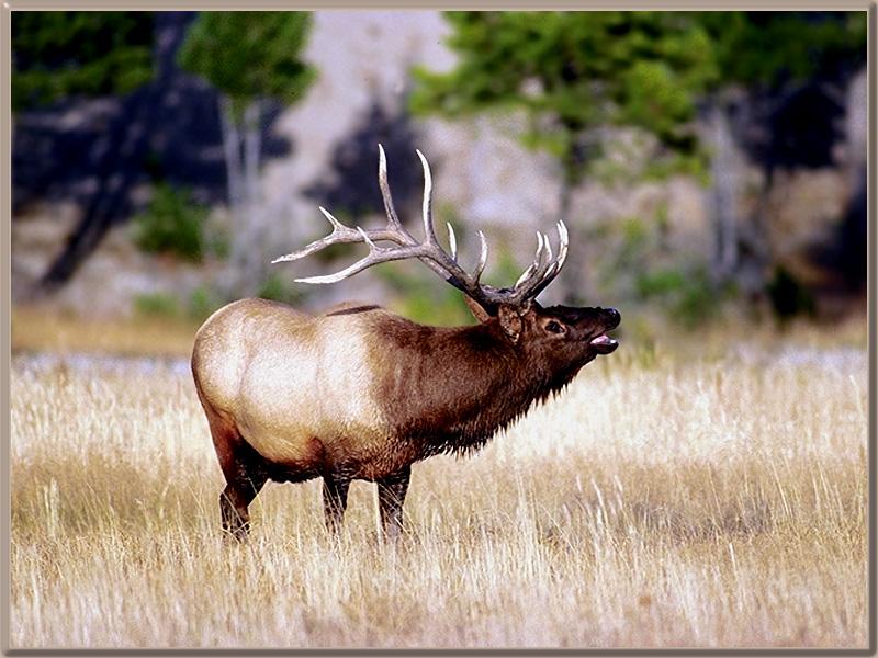 Elk (Cervus elaphus) {!--엘크, 북미 붉은사슴-->; DISPLAY FULL IMAGE.