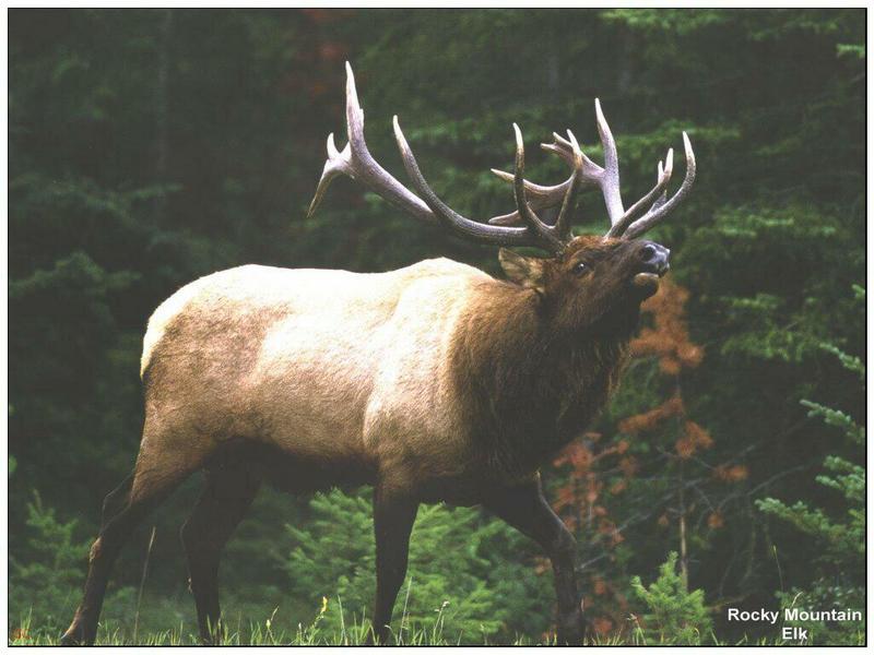 Rocky Mountain Elk (Cervus elaphus) {!--엘크, 북미 붉은사슴-->; DISPLAY FULL IMAGE.