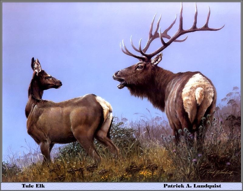 [Animal Art - Patrick A. Lundquist] Tule Elks (Cervus elaphus nannodes) {!--엘크, 북미 붉은사슴-->; DISPLAY FULL IMAGE.