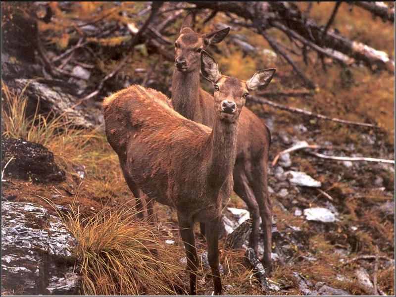 Doe Red Deer (Cervus elaphus) {!--유럽 붉은사슴-->; DISPLAY FULL IMAGE.