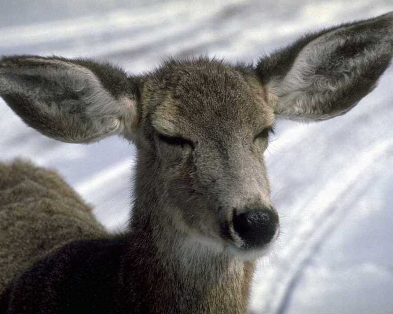Deer {!--사슴-->; DISPLAY FULL IMAGE.