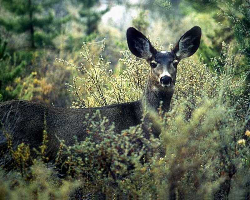 Mule Deer - Odocoileus hemionus {!--검은꼬리사슴-->; DISPLAY FULL IMAGE.