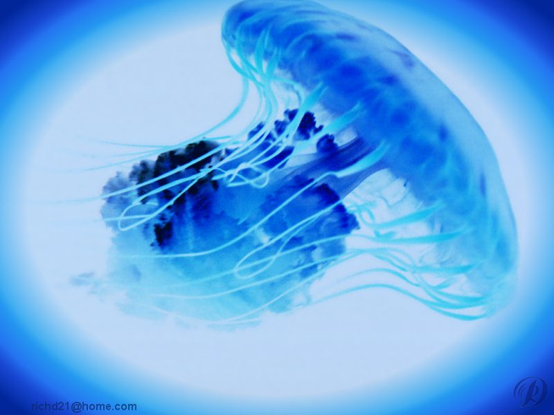 Jellyfish {!--해파리-->; DISPLAY FULL IMAGE.