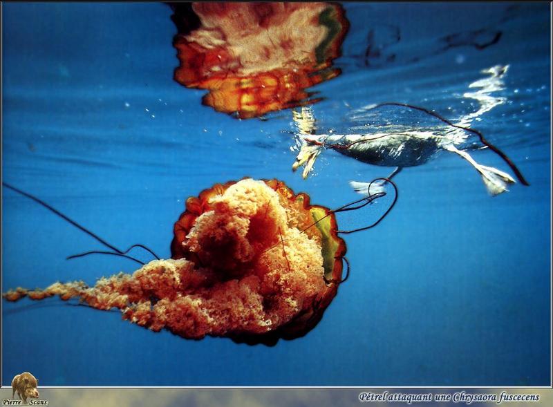 Sea Nettle Jellyfish (Chrysaora fuscescens) {!--그물해파리--> caught a Petrel; DISPLAY FULL IMAGE.