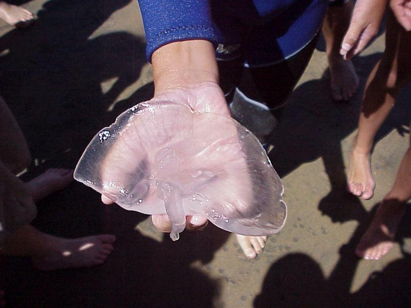 Jellyfish {!--해파리--> on hand; DISPLAY FULL IMAGE.