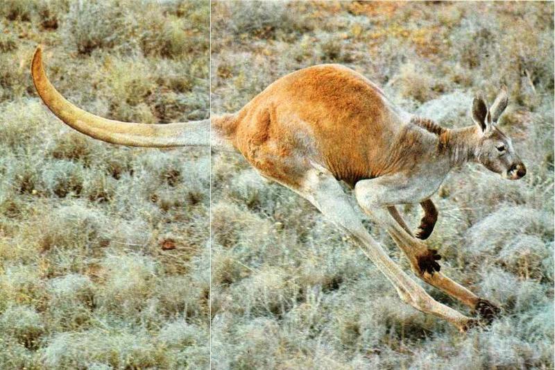 Red Kangaroo {!--붉은캥거루--> fast run; DISPLAY FULL IMAGE.