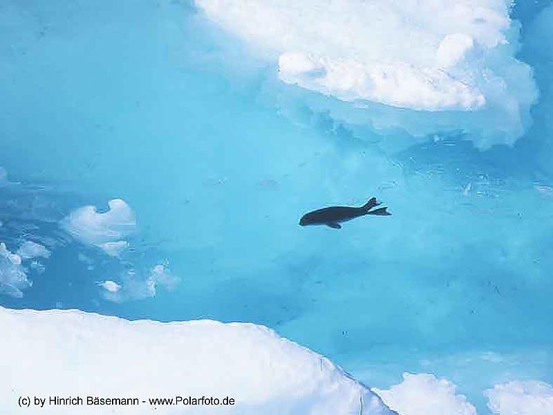 Seal - From the Arctic; DISPLAY FULL IMAGE.