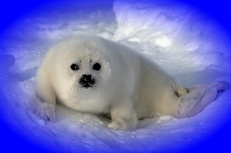 Baby Harp Seal; Image ONLY