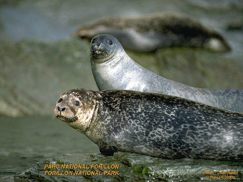 Spotted Seals Spotted Seal Phoca Largha DISPLAY FULL IMAGE 