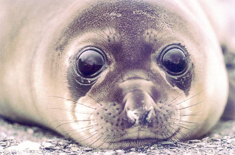 Seal face - From Antarctica; DISPLAY FULL IMAGE.