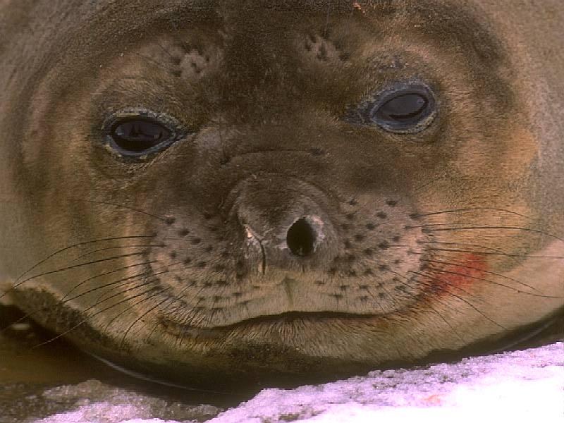 Baby Seal; DISPLAY FULL IMAGE.