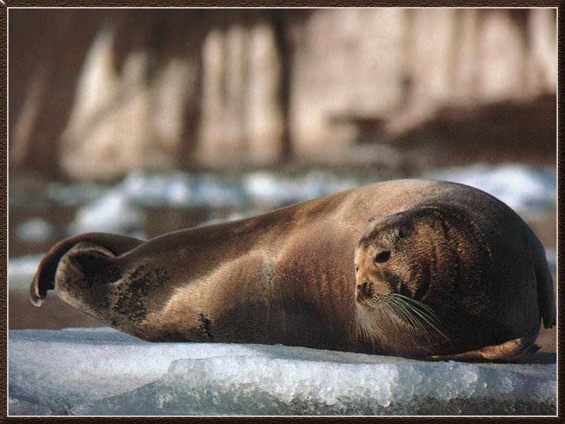 Bearded Seal (Erignathus barbatus) on ice {!--콧수염바다물범-->; DISPLAY FULL IMAGE.