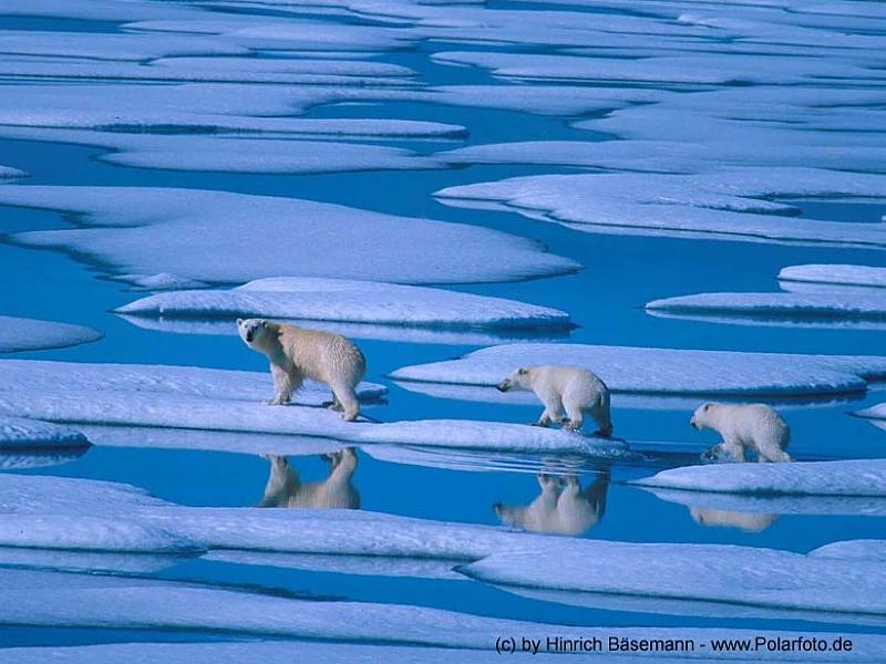 Polar Bear mother and cubs (Ursus maritimus) {!--북극곰-->; DISPLAY FULL IMAGE.