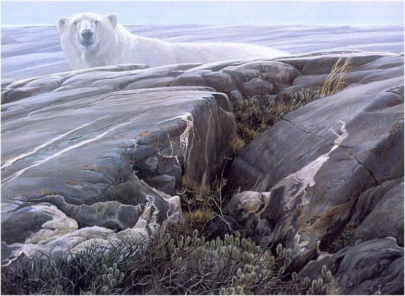 [Animal Art - Robert Bateman] Polar Bear (Ursus maritimus) {!--북극곰-->; DISPLAY FULL IMAGE.