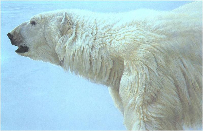 [Animal Art - Robert Bateman] Polar Bear prfile (Ursus maritimus) {!--북극곰-->; DISPLAY FULL IMAGE.