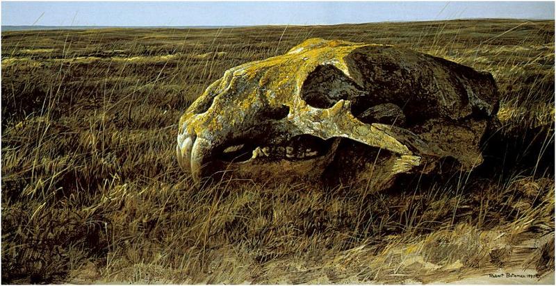 [Animal Art - Robert Bateman] Polar Bear skull (Ursus maritimus) {!--북극곰-->; DISPLAY FULL IMAGE.