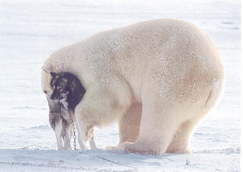Polar Bear (Ursus maritimus) {!--북극곰--> and Husky; DISPLAY FULL IMAGE.