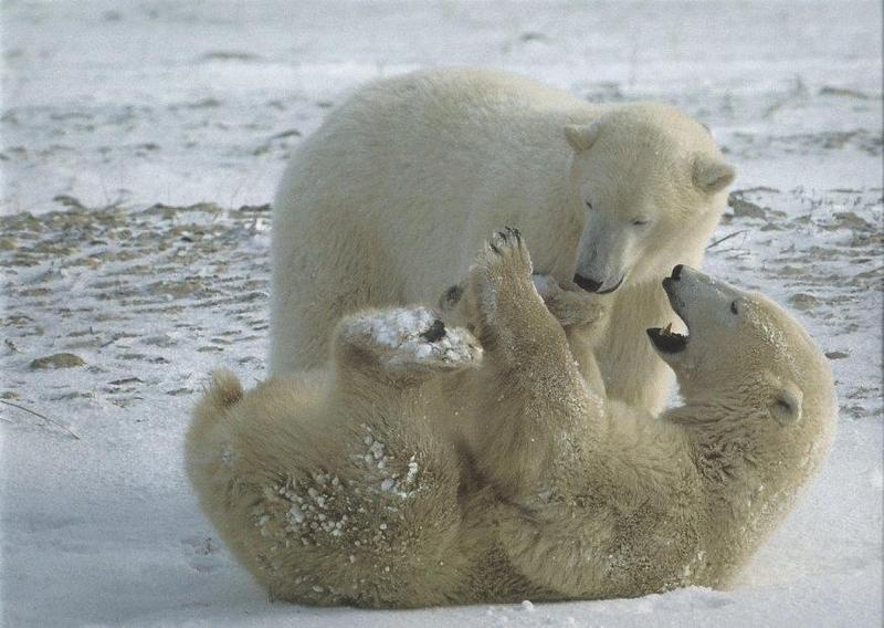 Polar Bear juveniles (Ursus maritimus) {!--북극곰-->; DISPLAY FULL IMAGE.
