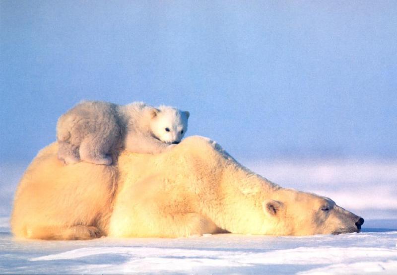 Polar Bear mother and cub (Ursus maritimus) {!--북극곰-->; DISPLAY FULL IMAGE.