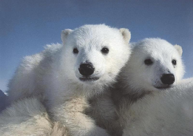 Polar Bear cubs (Ursus maritimus) {!--북극곰-->; DISPLAY FULL IMAGE.