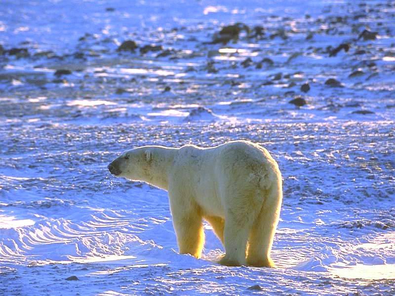 Polar Bear (Ursus maritimus) {!--북극곰-->; DISPLAY FULL IMAGE.