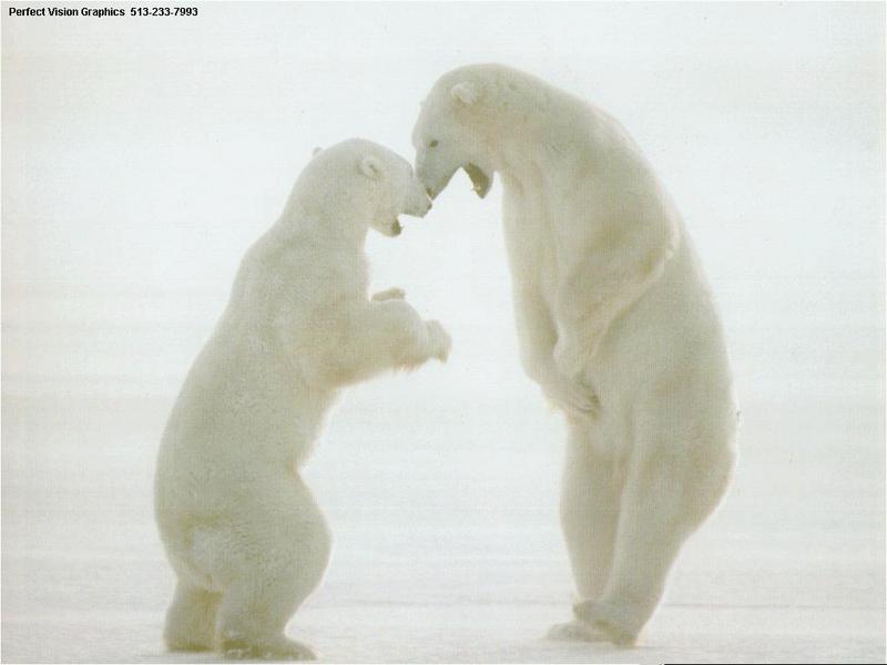 Polar Bears (Ursus maritimus) {!--북극곰-->; DISPLAY FULL IMAGE.
