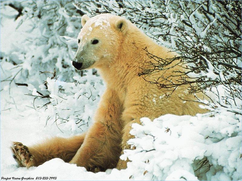 Polar Bear (Ursus maritimus) {!--북극곰-->; DISPLAY FULL IMAGE.
