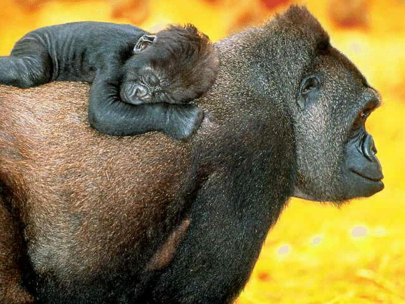 Gorillas (Gorilla gorilla) {!--고릴라--> - mother and infant; DISPLAY FULL IMAGE.