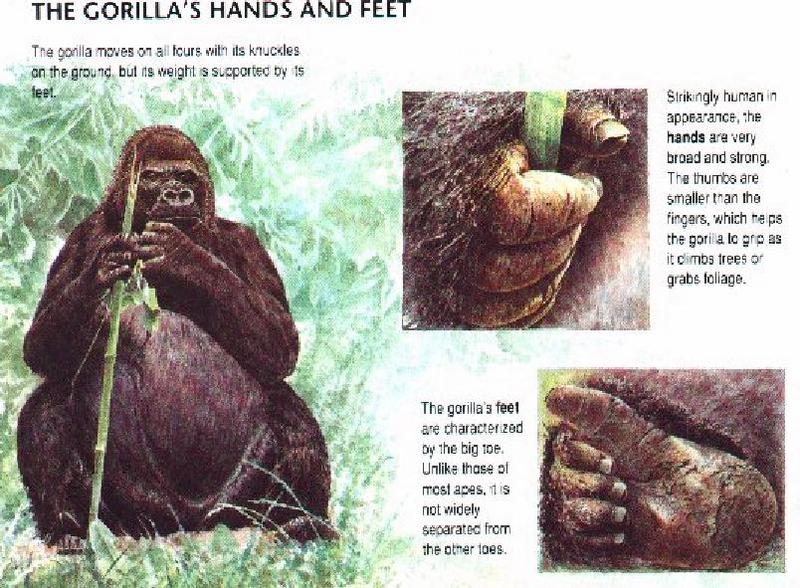 Gorilla (Gorilla gorilla) {!--고릴라-->; DISPLAY FULL IMAGE.