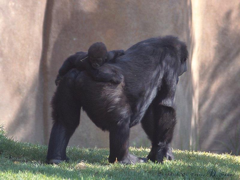 Gorillas (Gorilla gorilla) {!--고릴라--> - mother and infant; DISPLAY FULL IMAGE.