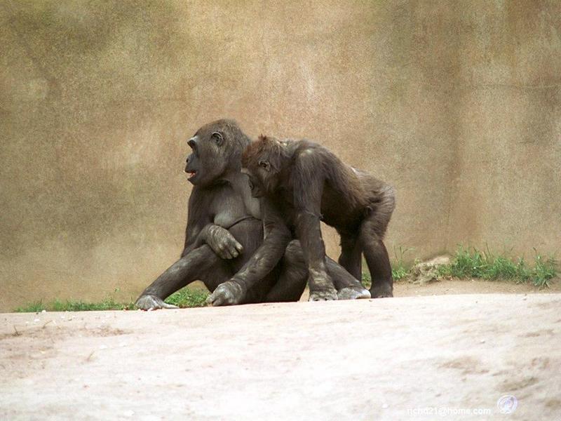 Gorillas (Gorilla gorilla) {!--고릴라-->; DISPLAY FULL IMAGE.