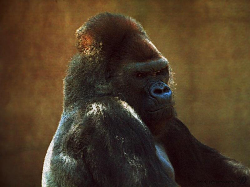 Silverback Gorilla (Gorilla gorilla) {!--고릴라-->; DISPLAY FULL IMAGE.