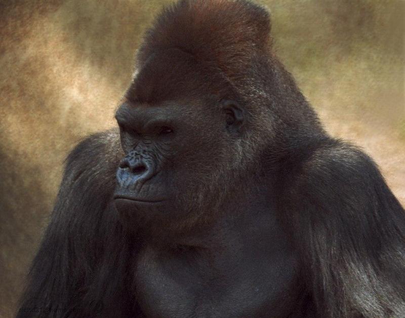 Silverback Gorilla (Gorilla gorilla) {!--고릴라-->; DISPLAY FULL IMAGE.