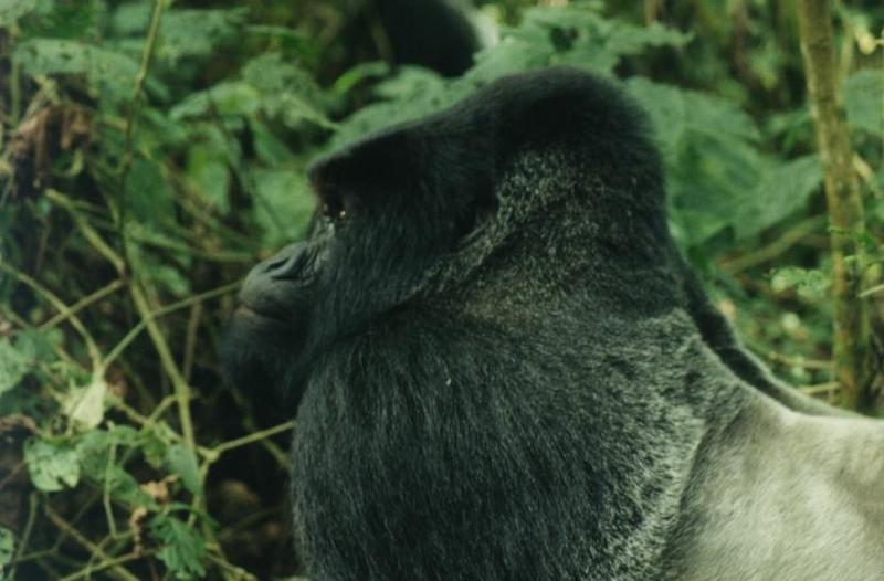 Mountain Gorilla (Gorilla gorilla beringei) {!--산고릴라--> - Silverback; DISPLAY FULL IMAGE.